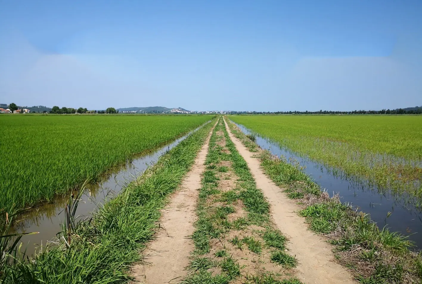 Voz do Campo EDAF - Os benefícios da bioestimulação, com ProAct®aa e PREzym™ na cultura do arroz