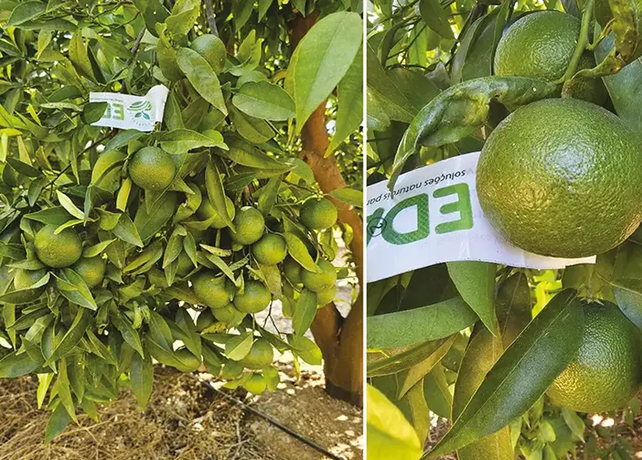 O Efeito de Vigor Calibre em Citrinos