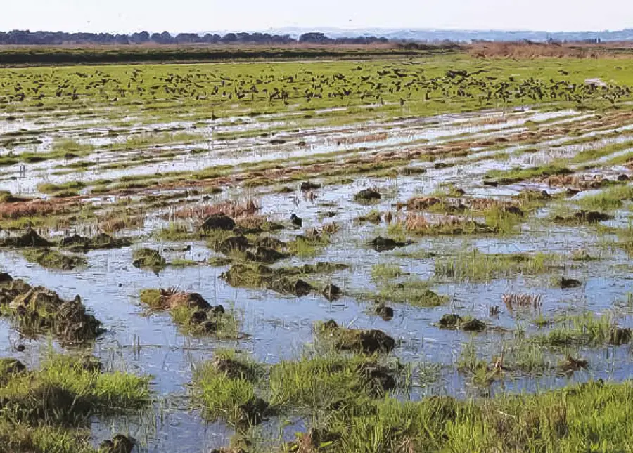 Publireportagem Novas Soluções para uma cultura sustentável do arroz