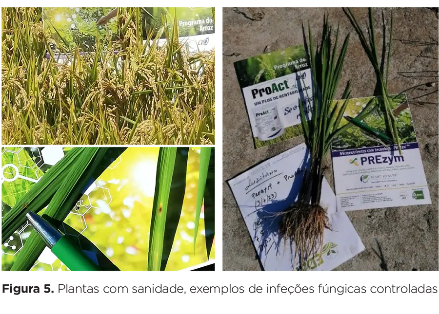 Os benefícios da bioestimulação, com ProAct*aa e PREzymTM na cultura do arroz